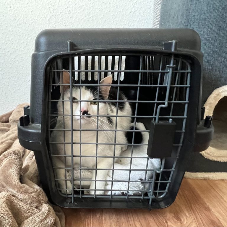 Katze in der Transportbox