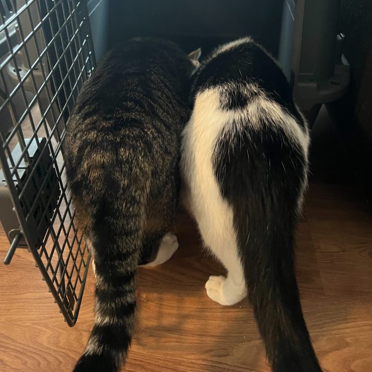 zwei Katzen auf dem Weg in die Transportbox