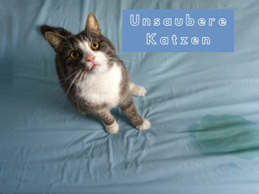 unsaubere Katzen