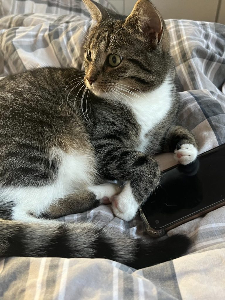 Katze mit Handy