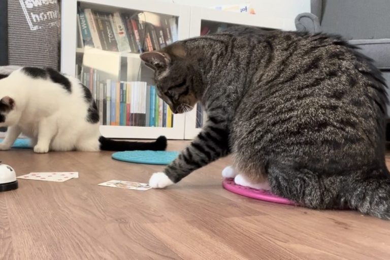 Katzen beim Clickertraining