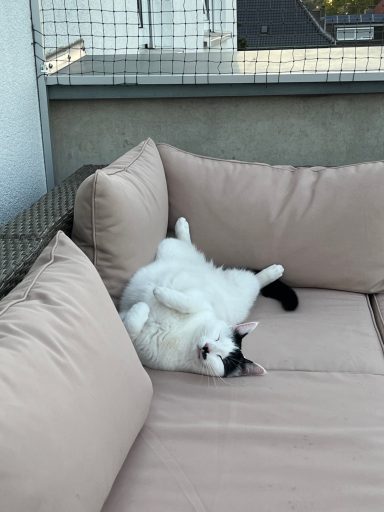 Katzen in verschiedenen Positionen