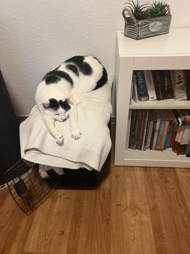 Katzen in verschiedenen Positionen