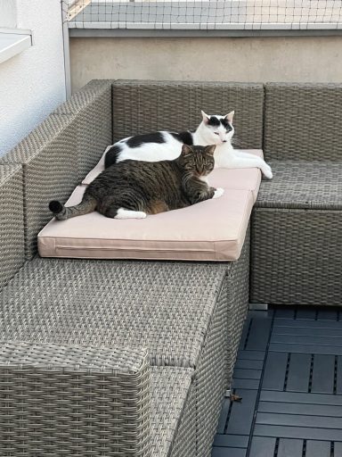 Katzen in verschiedenen Positionen