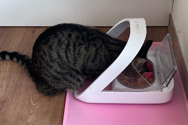 Katze frisst Nassfutter Katzensitting, Katzenbetreuung, Katzenernährungsberatung, Katzentraining, Katzenverhaltensberatung Meerbusch 