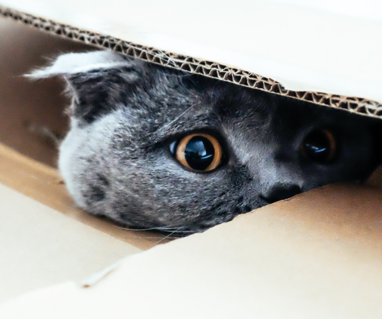 Katze schaut ängstlich aus ihrem Versteck hervor