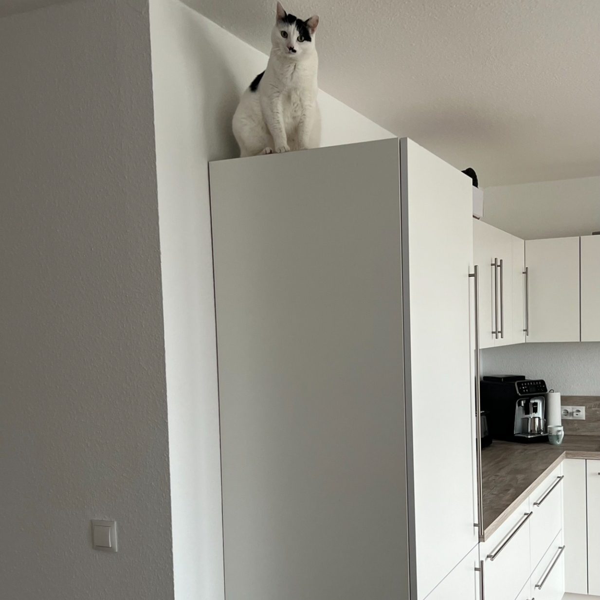 Katze auf Kühlschrank