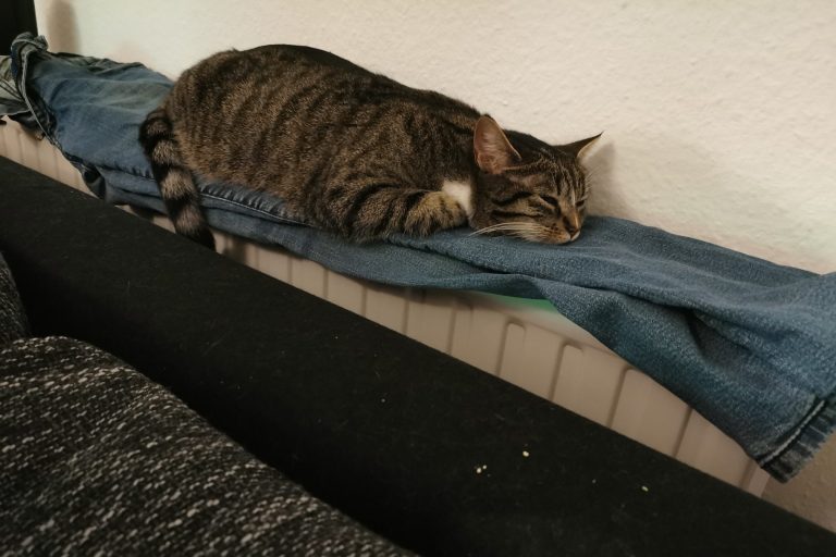 Katze schläft auf der Heizung