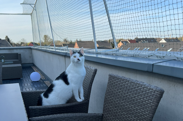 Katze auf Dachterrasse