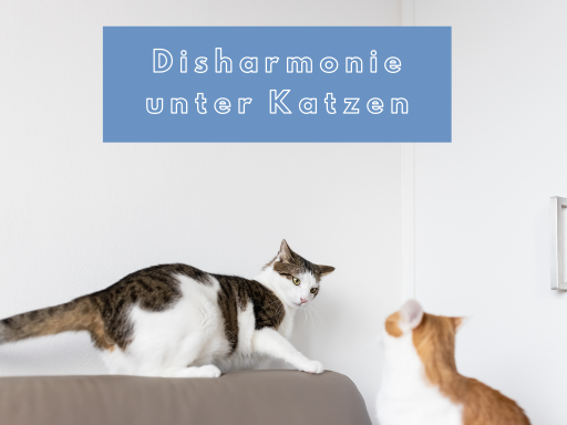 Disharmonie unter Katzen