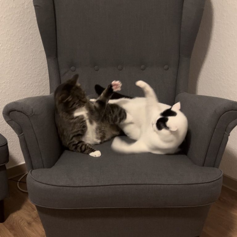 Katzenmobbing: Zwei Kater streiten sich auf einem Sessel um diesen.