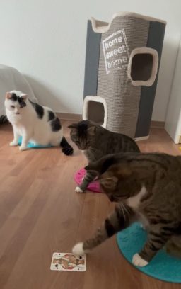 Charlie, Rocky und Marcie, die Angstkatzen