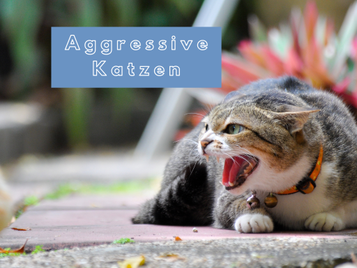 Aggressive Katzen