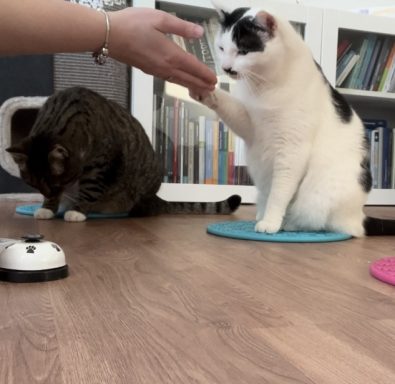 Clickertraining